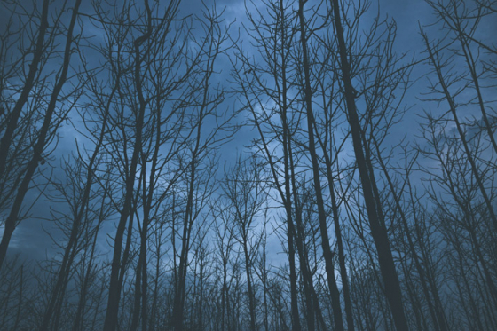 Forest in twilight